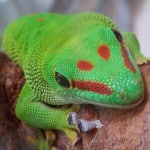 Gecko de Madagascar