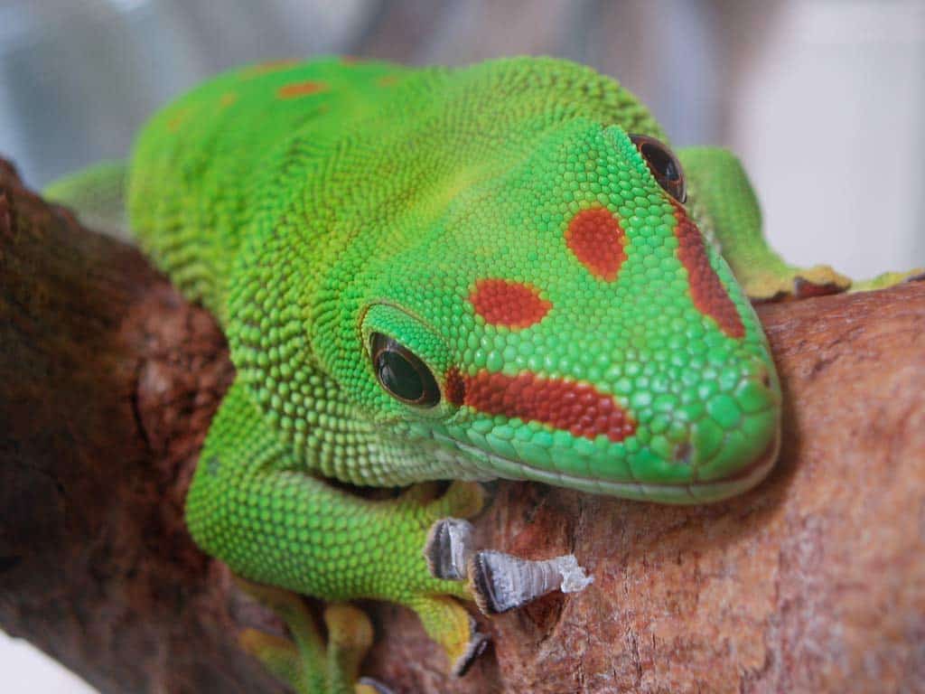 Gecko de Madagascar Tropiquarium de Servion — free download