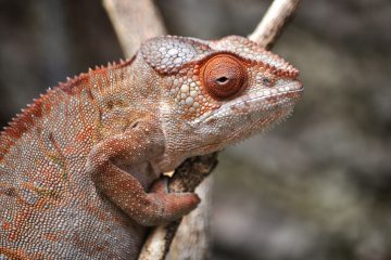 femelle-cameleon