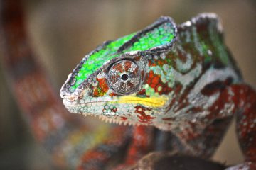 male-cameleon