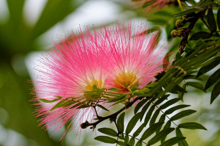 fleur-exotique