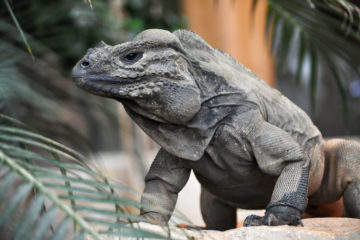 cyclura