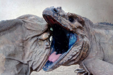 iguane Cyclura cornuta