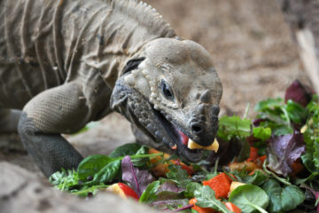 iguane-repas