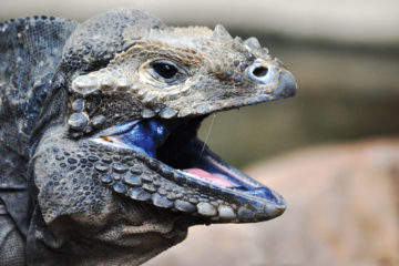 Cyclura cornuta