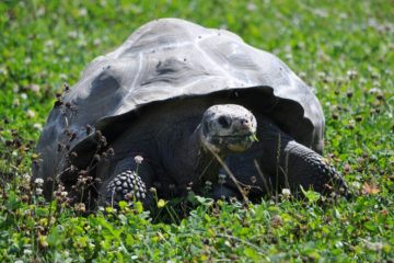 Galapagos2