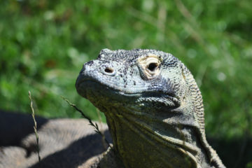 femelle Komodo