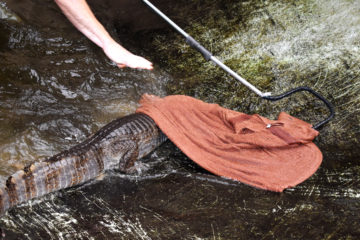 attrape-caiman