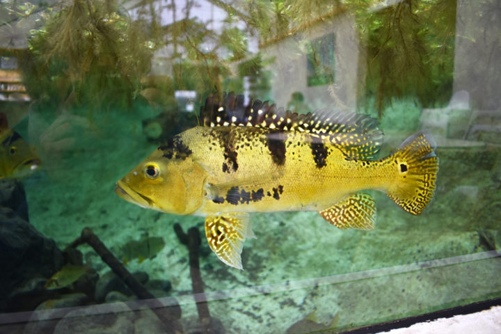 poisson2