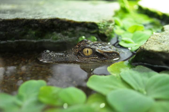 croco-yann