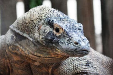 komodo