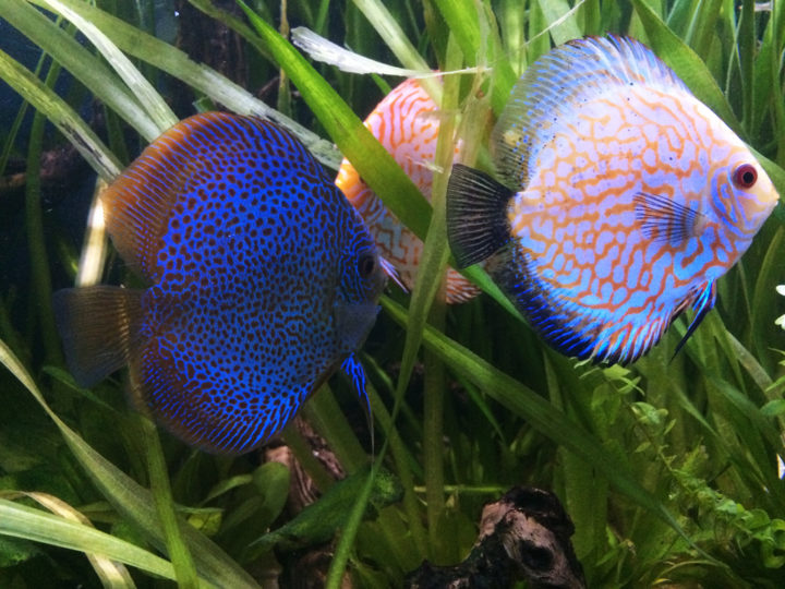 discus-3-couleurs