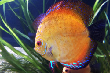 discus-jaune