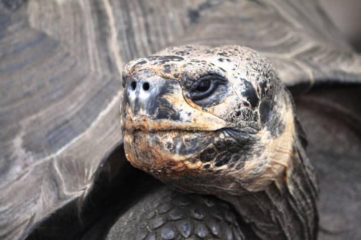 tortue-des-Galapagos-portrait