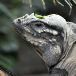 iguane rhinocéros2