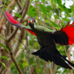 touraco