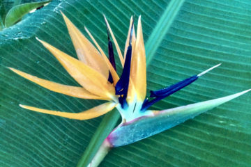 Strelitzia3
