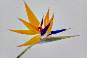 Strelitzia4