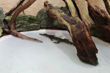 jeune-croco-du-Siam