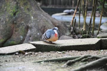 colombe