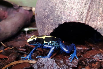 dendrobate-tapirer-bleu-jaune