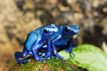 dendrobates-bleus