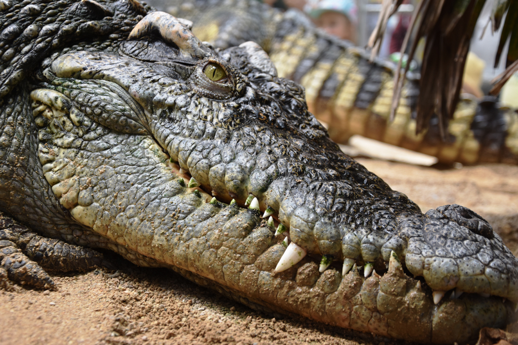 crocodile-nourrissage