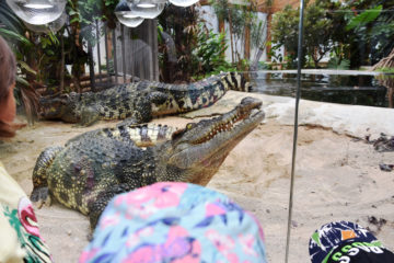 crocodiles-nourrissage3