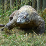 komodo-nourrissage2