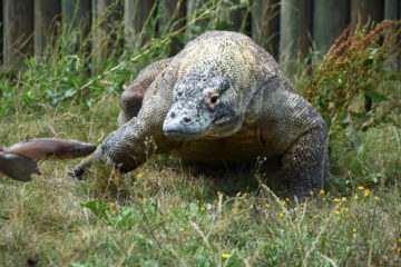 komodo-nourrissage2