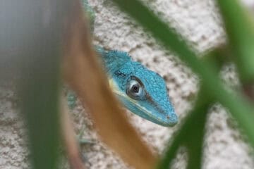 Anolis