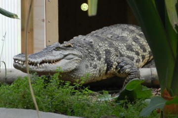 Crocodile du Siam