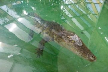 Crocodile du Siam
