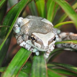 Rainette Kanawalu