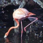 Flamant de Cuba