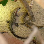 Lézard plaqué