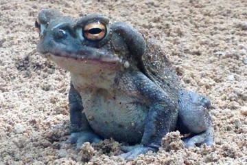 bufo alvarius