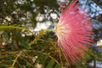 albizia-exotique
