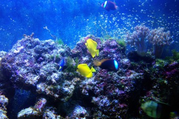 Aquarium d'eau de mer