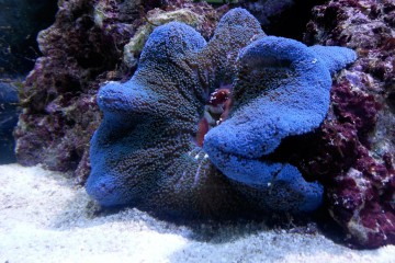 Aquarium d'eau de mer