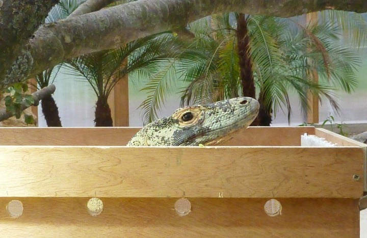 Arrivée des dragons de Komodo au Tropiquarium de Servion
