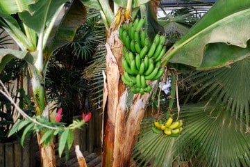 bananes