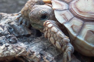 bebe-sulcata