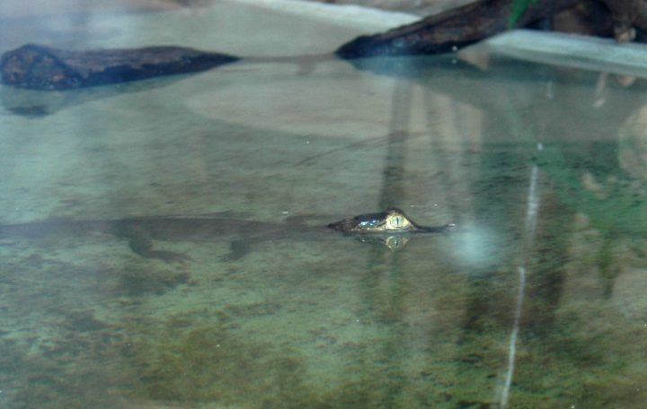 caiman-eau