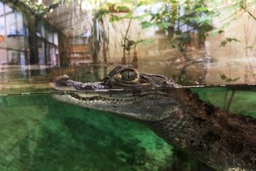 caiman