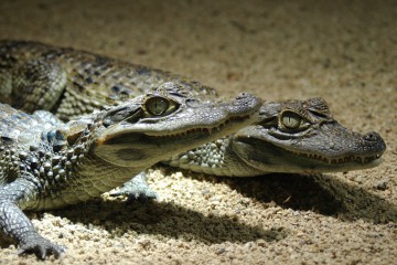 caiman-a-lunettes