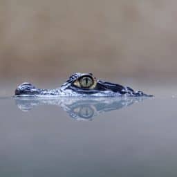 caiman-dans-l'eau