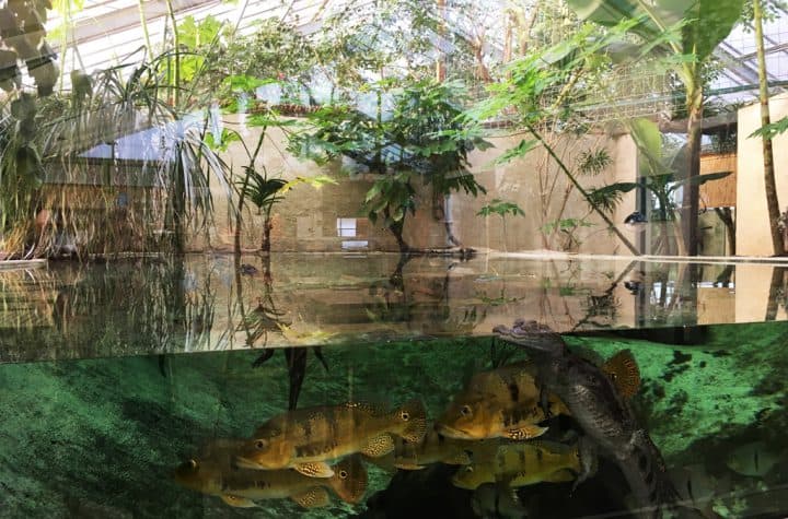 caiman-et-croco