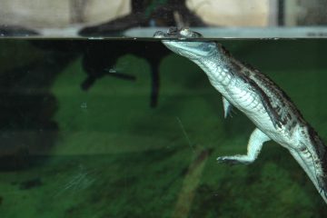 caiman-jeune