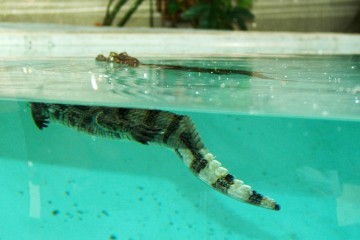 caiman-qui-nage